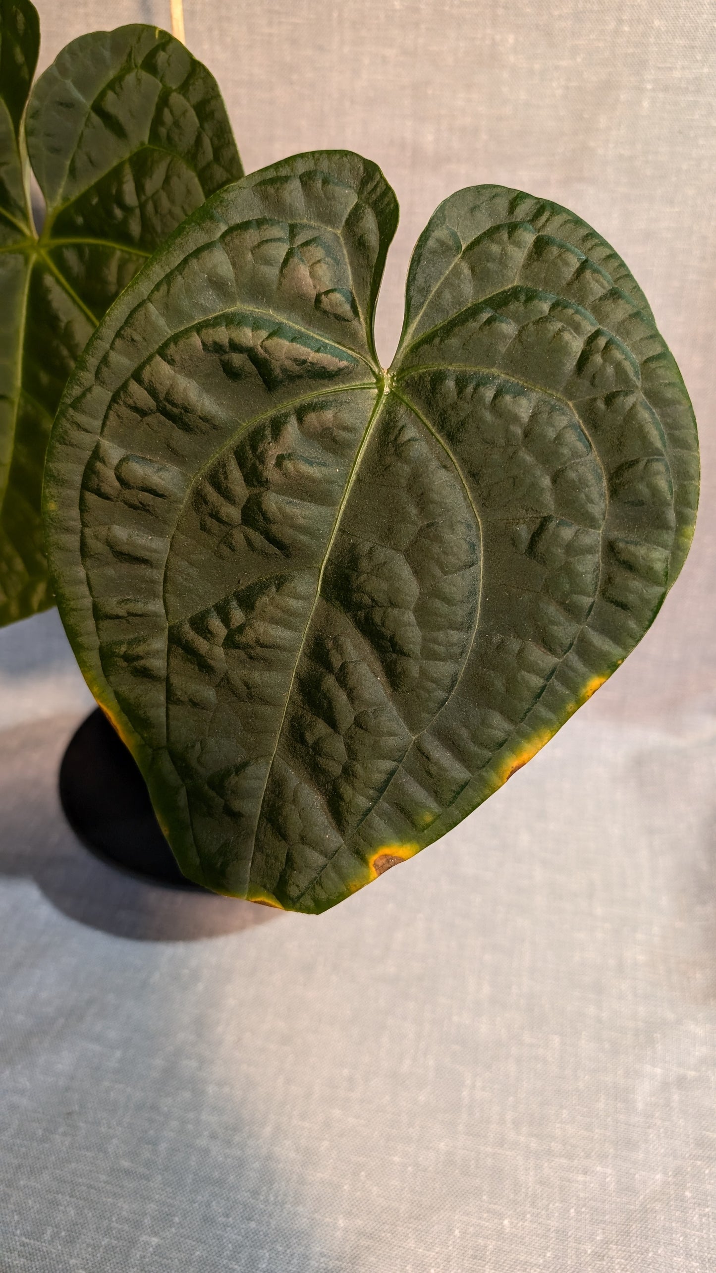 Anthurium Luxurians x Forgetii Silver