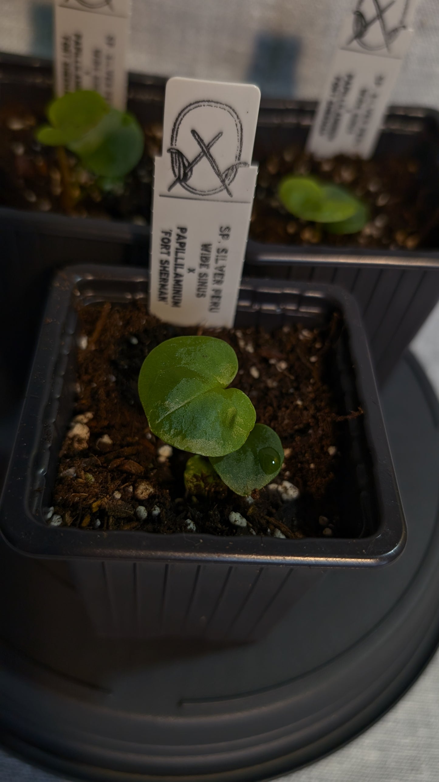 Anthurium Sp. Silver Peru Wide Sinus x Papillilaminum 'Fort Sherman'