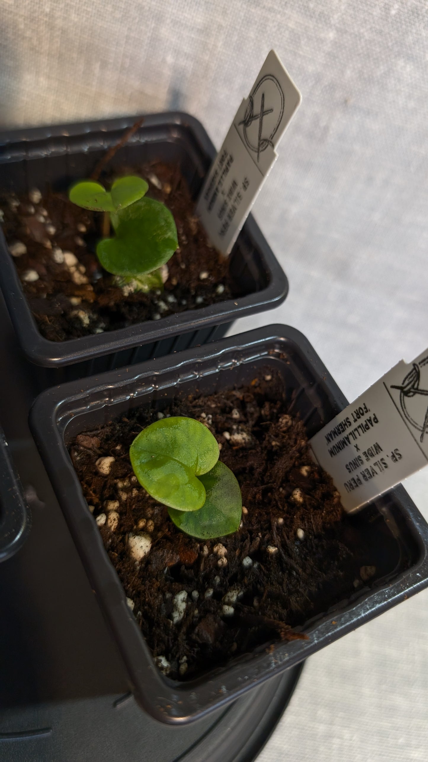 Anthurium Sp. Silver Peru Wide Sinus x Papillilaminum 'Fort Sherman'