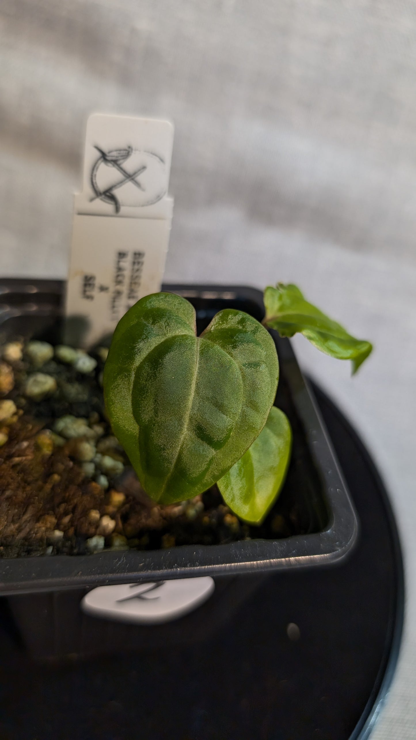 Anthurium Besseae aff. 'Black Pillow'