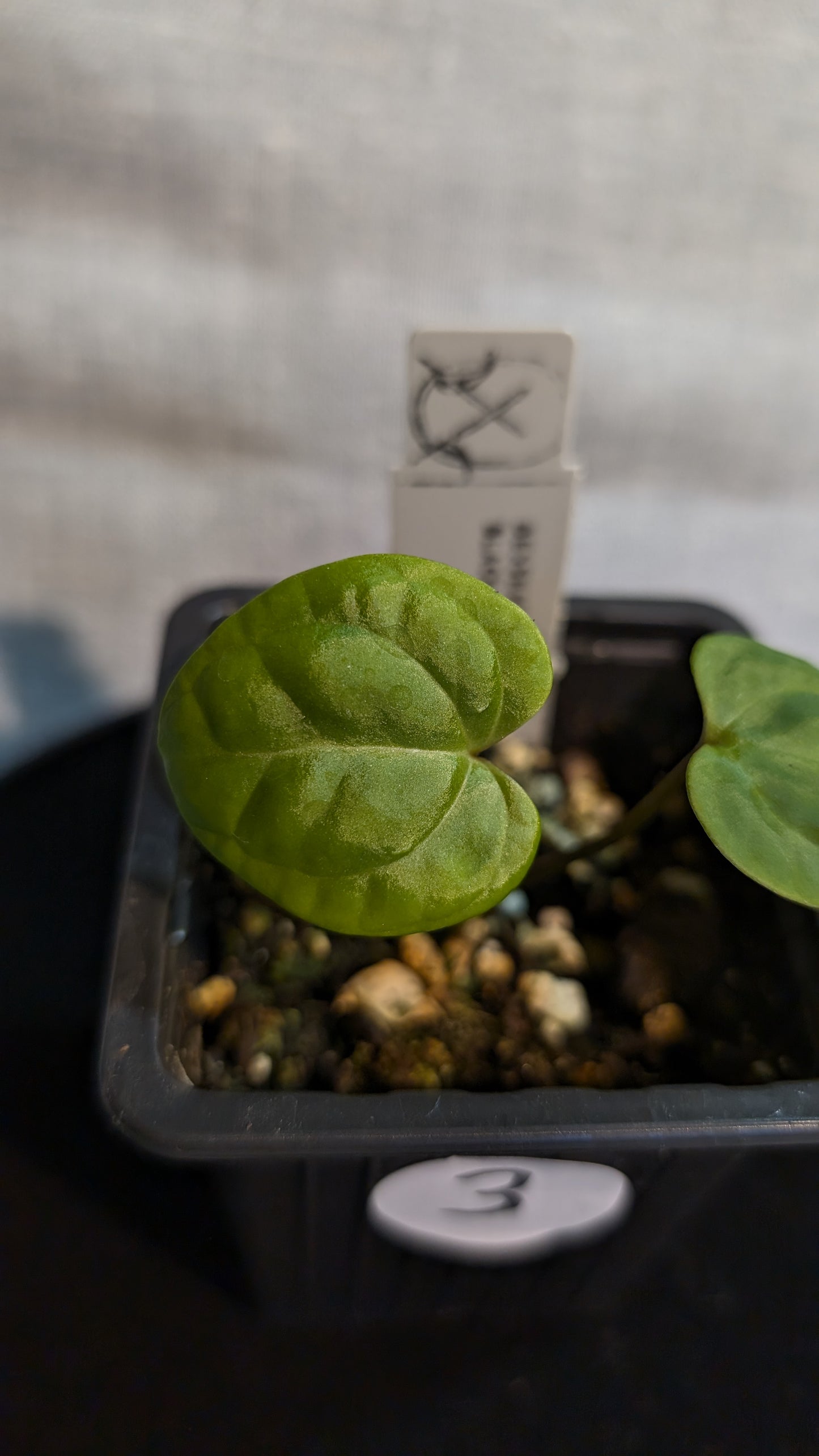 Anthurium Besseae aff. 'Black Pillow'