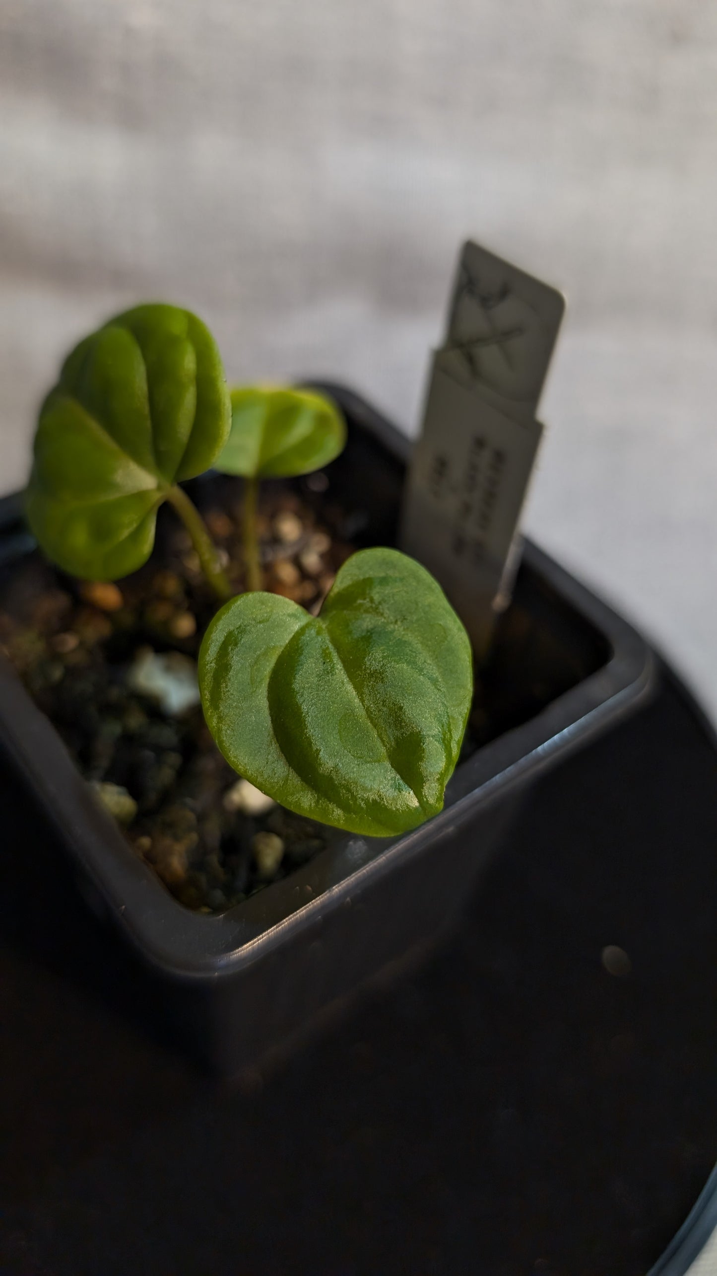 Anthurium Besseae aff. 'Black Pillow'