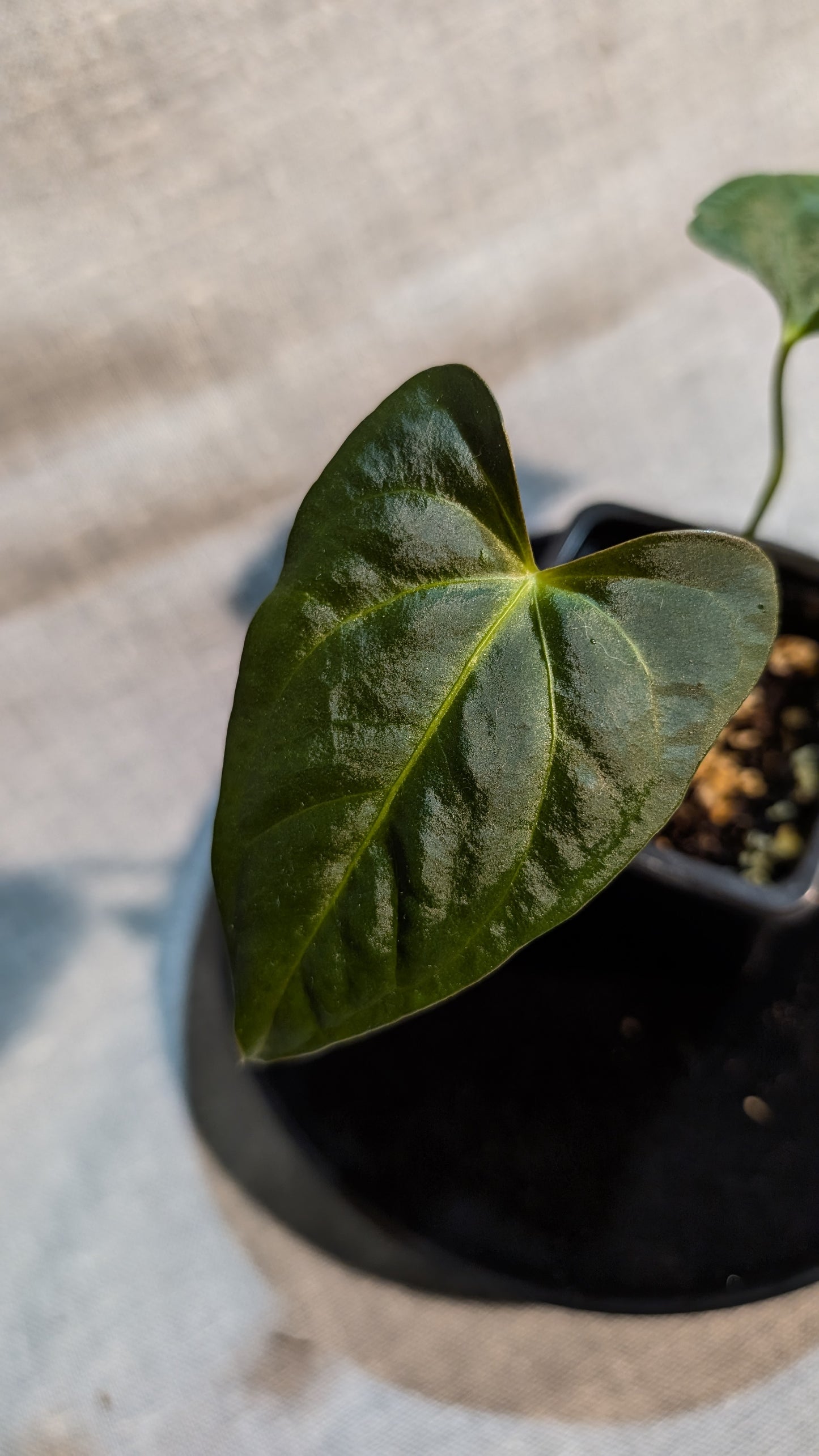 Anthurium Regale 'Dream Catcher' x Papillilaminum 'Daniel'