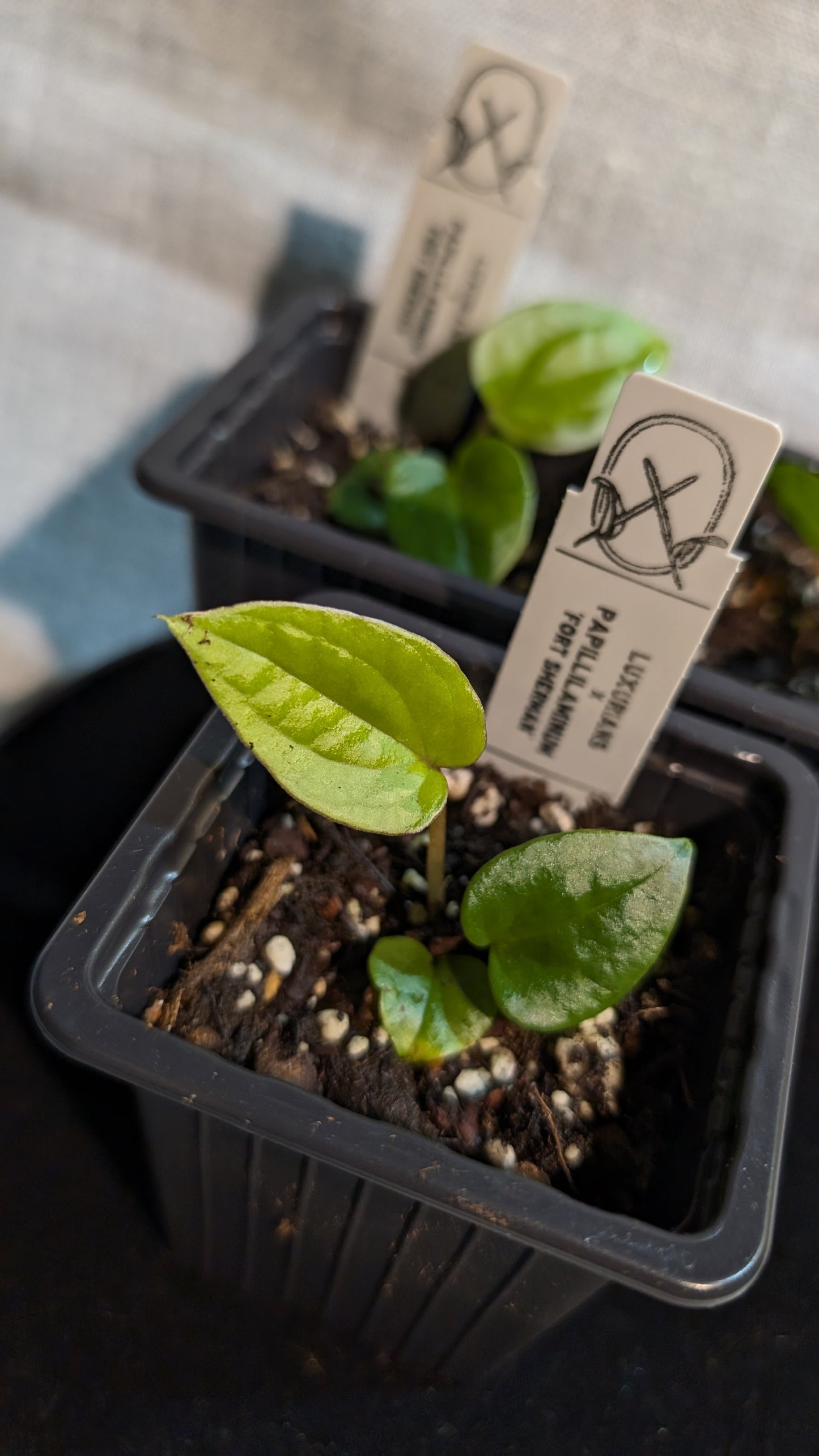 Anthurium Luxurians x Papillilaminum 'Fort Sherman'