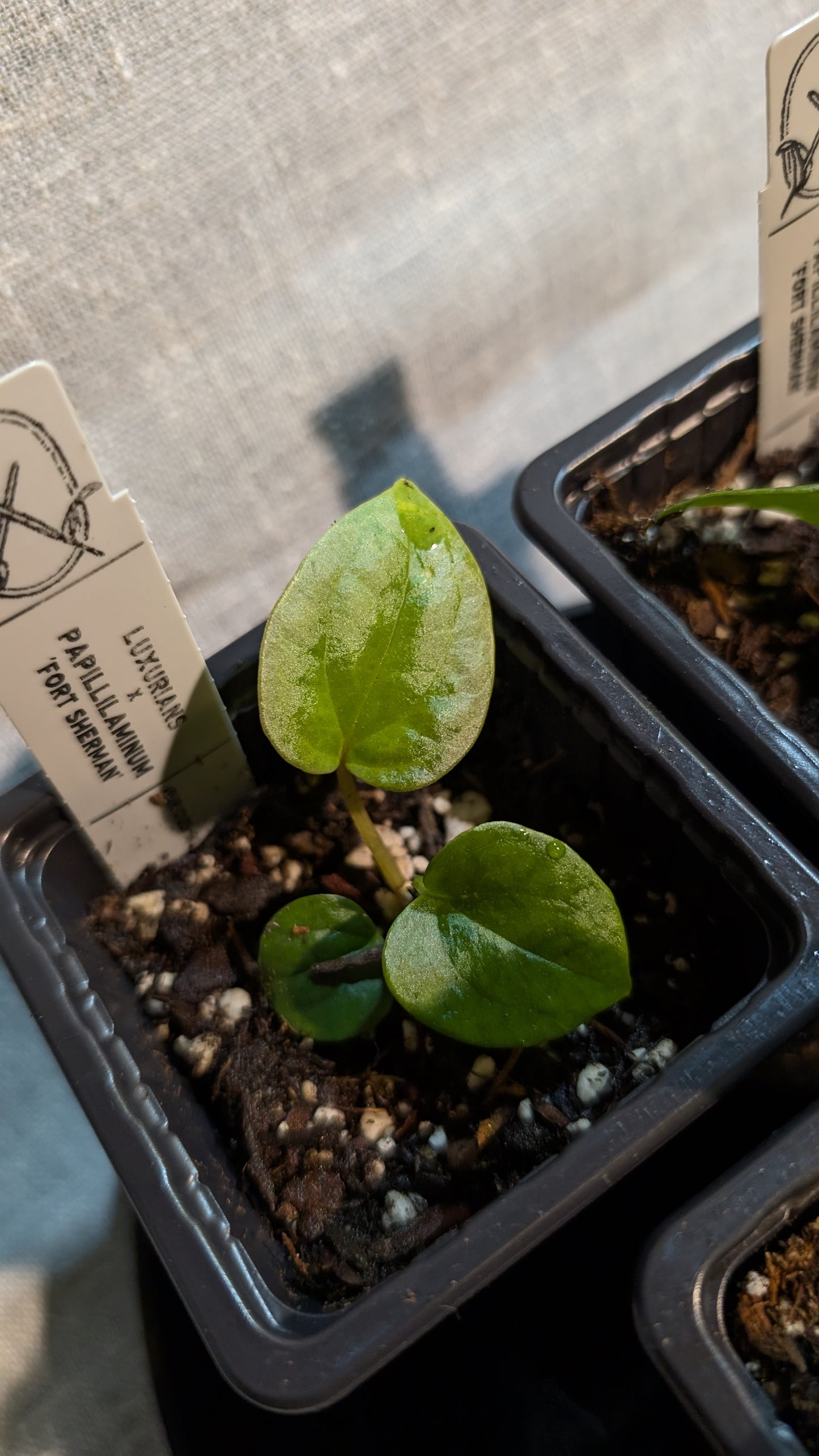 Anthurium Luxurians x Papillilaminum 'Fort Sherman'