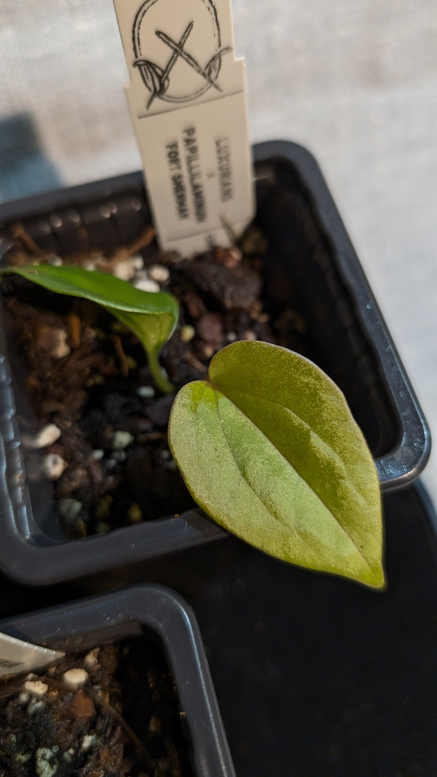 Anthurium Luxurians x Papillilaminum 'Fort Sherman'