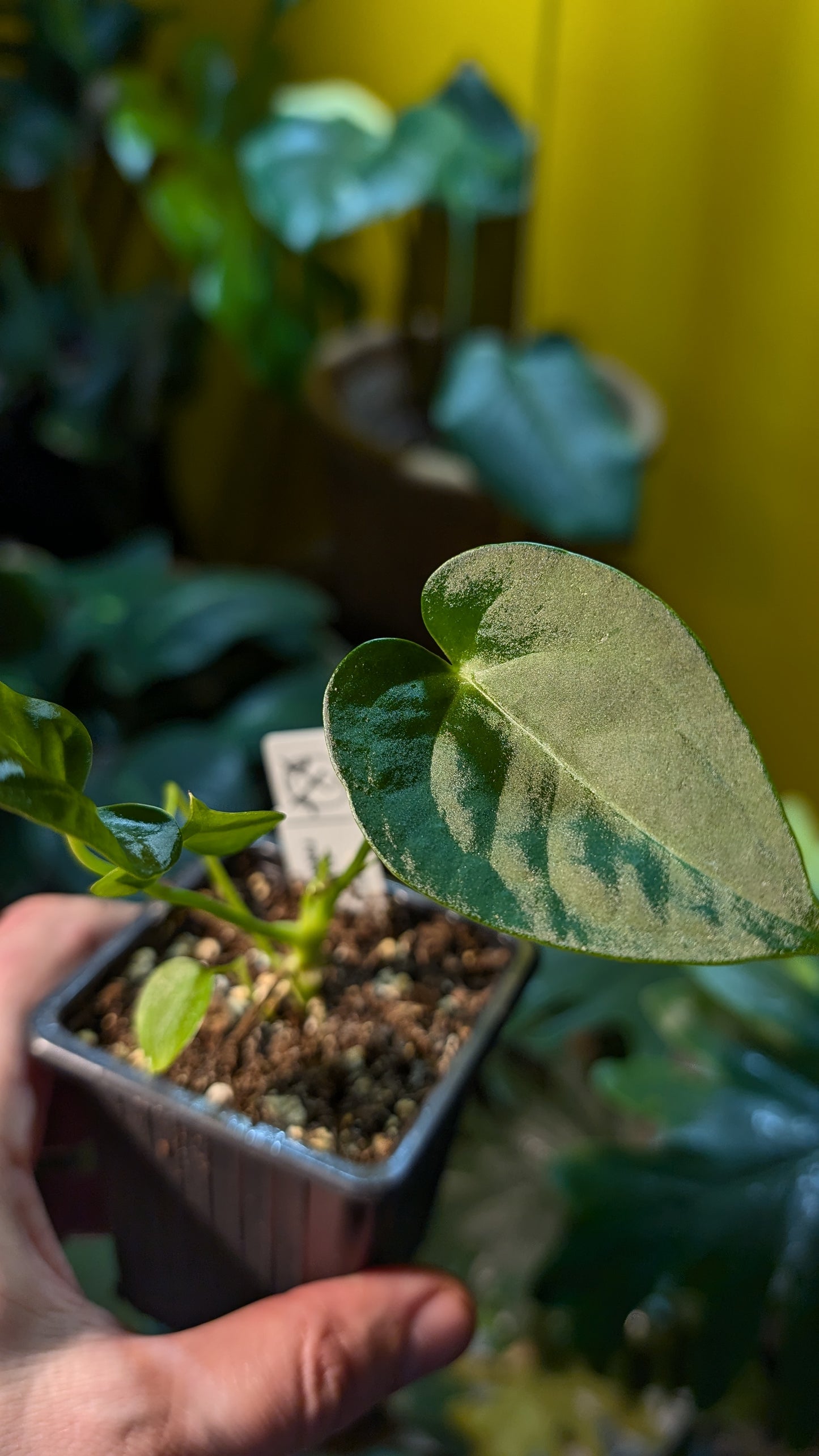 Anthurium Veitchii x Forgetii Silver