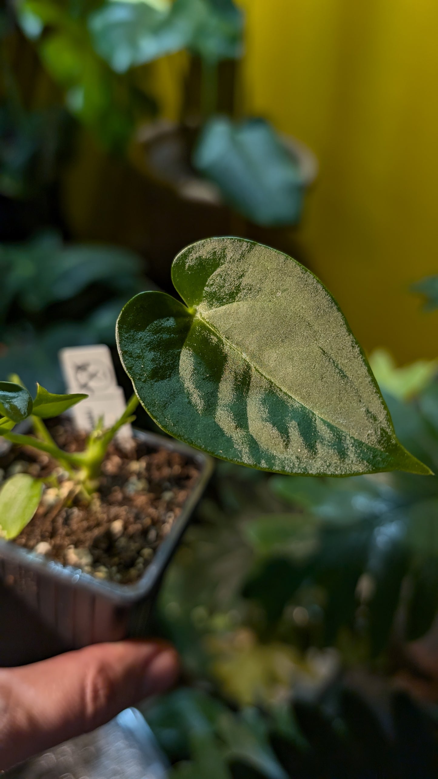 Anthurium Veitchii x Forgetii Silver