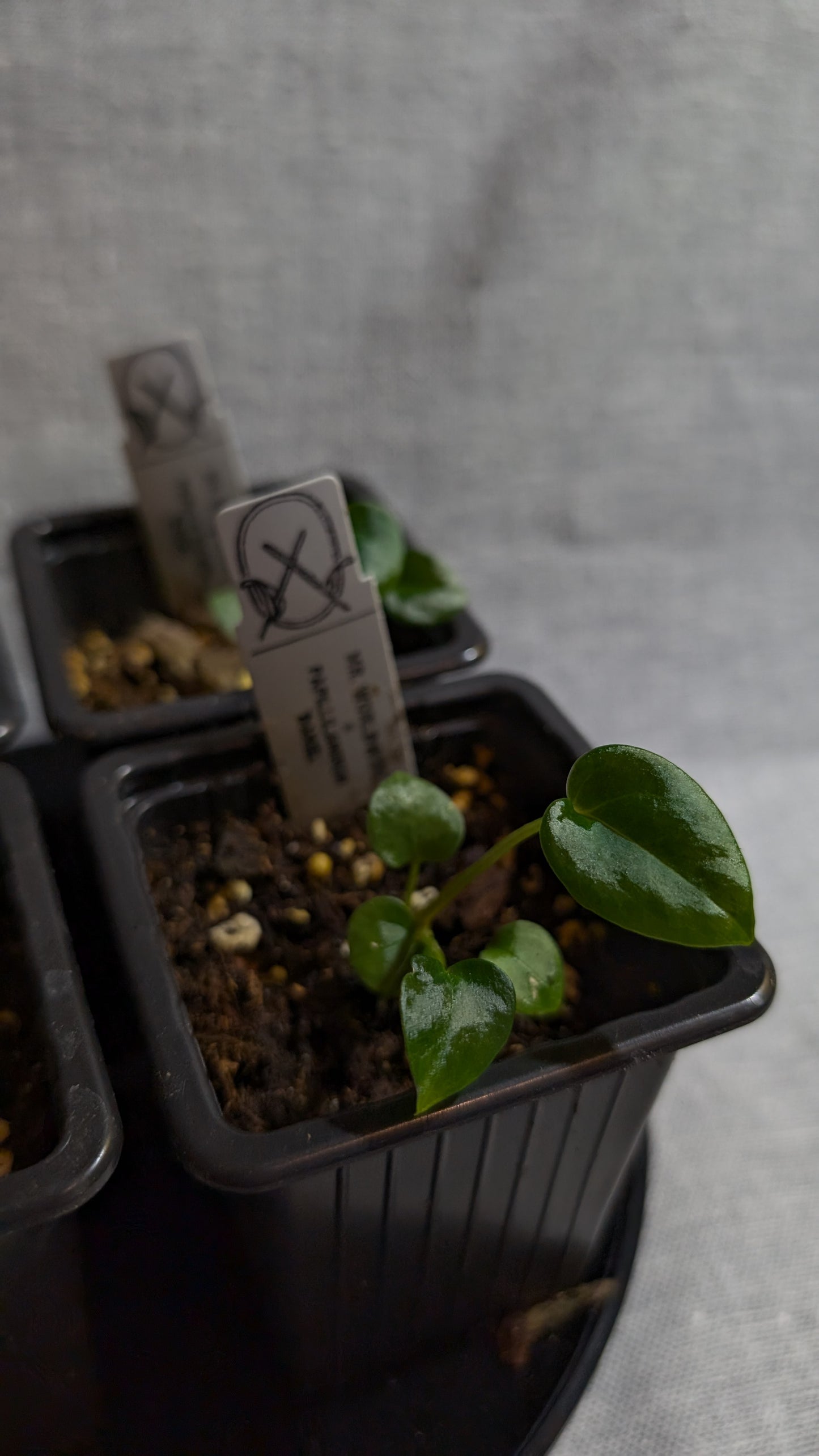 Anthurium 'Mr. Worldwide' x Papillilaminum 'Daniel'