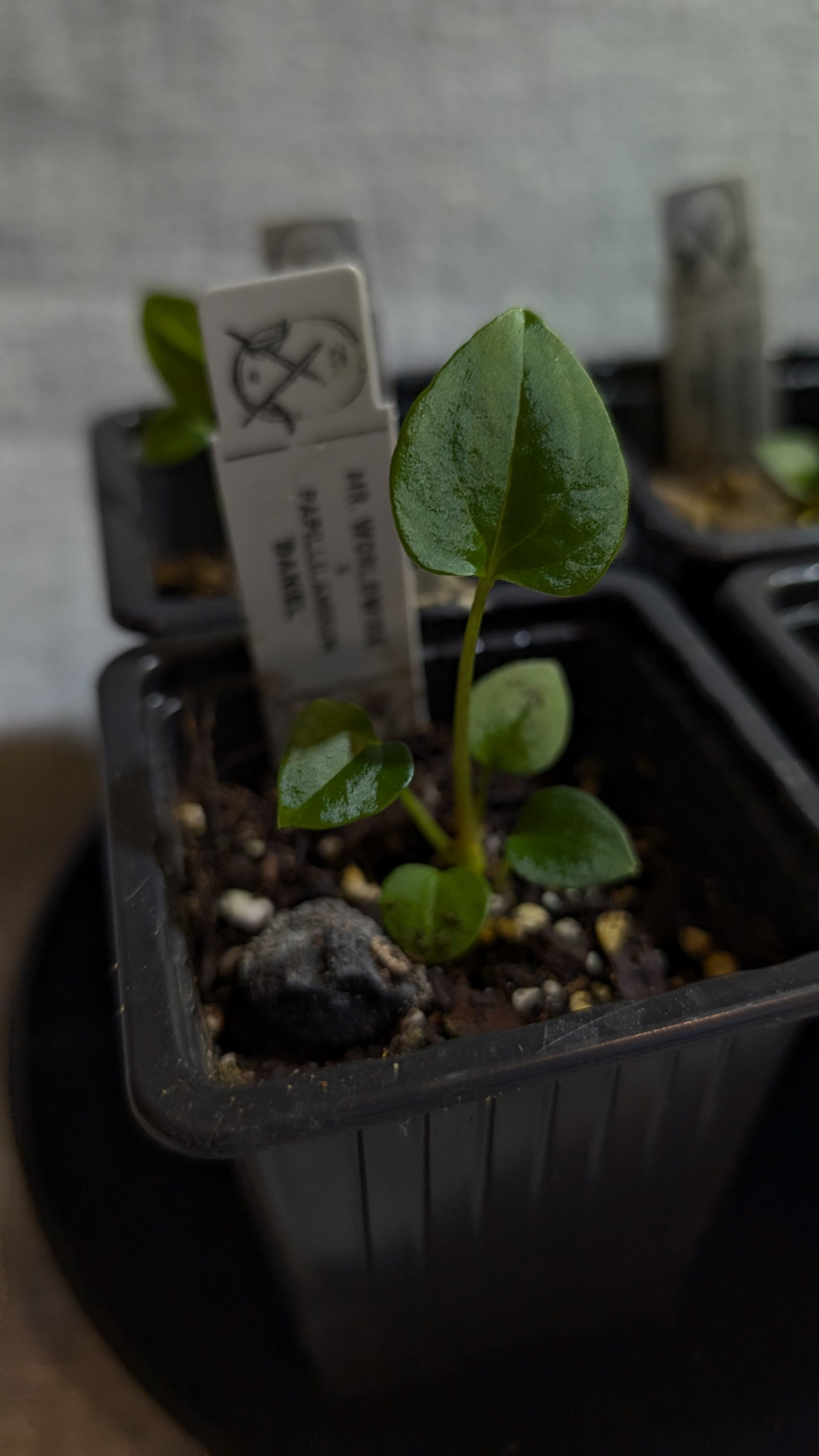 Anthurium 'Mr. Worldwide' x Papillilaminum 'Daniel'