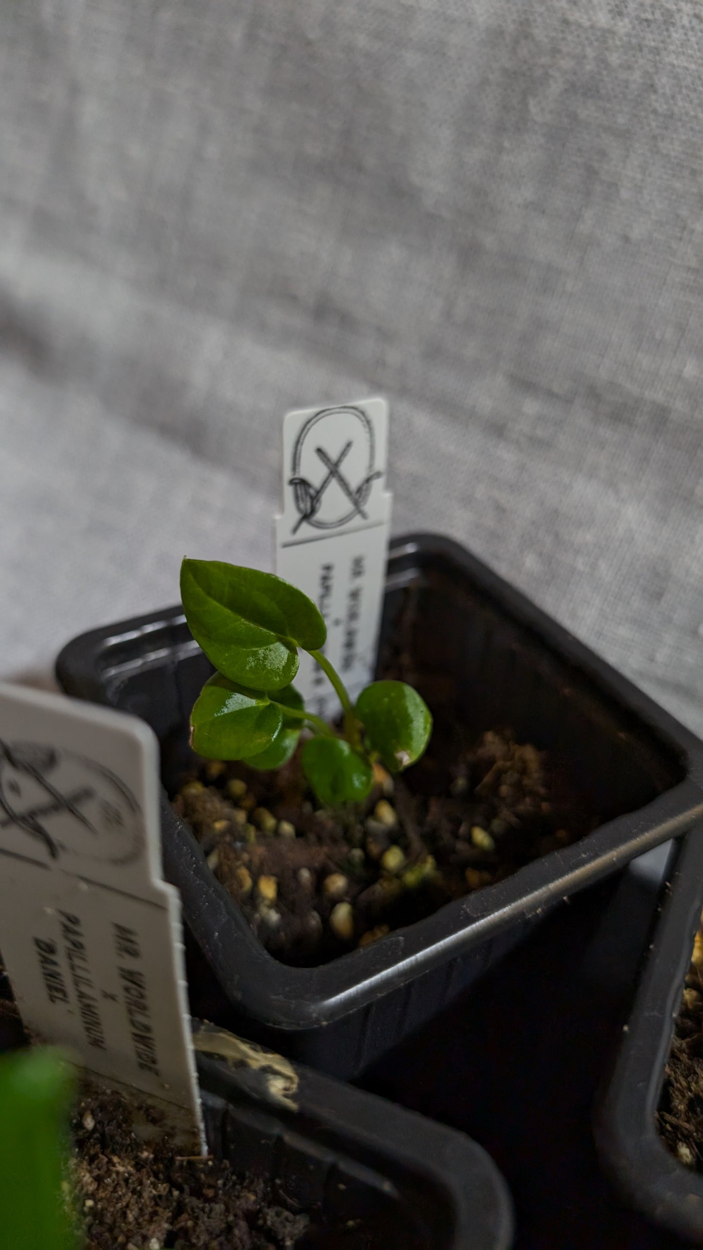 Anthurium 'Mr. Worldwide' x Papillilaminum 'Daniel'