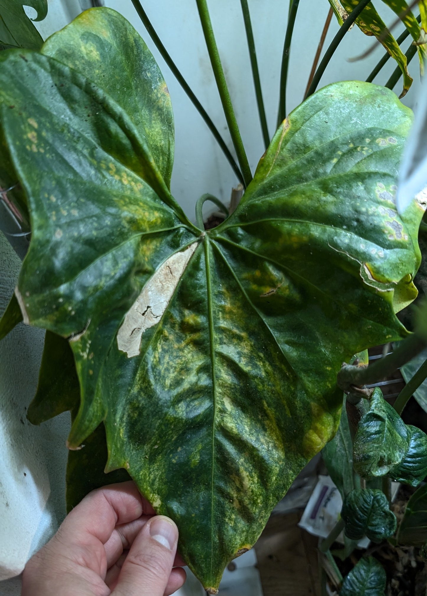 anthurium pterodactyl parents Variegated Anthurium Pterodactyl variegata x Clarinervium