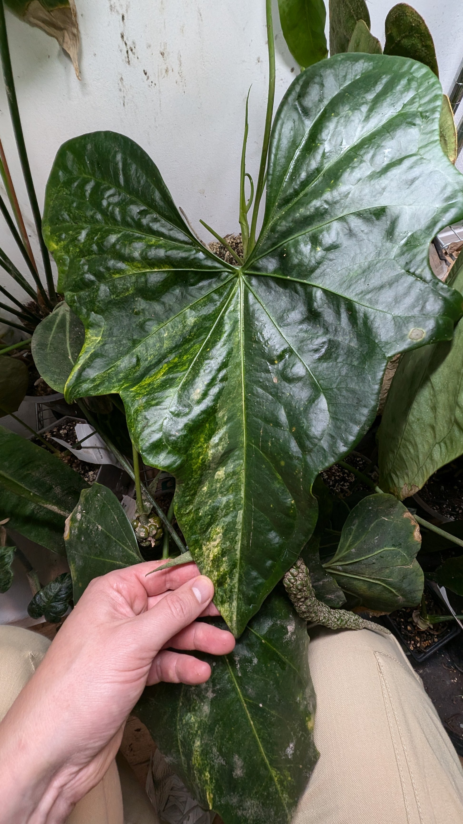 anthurium pterodactyl parents Variegated Anthurium Pterodactyl variegata x Clarinervium