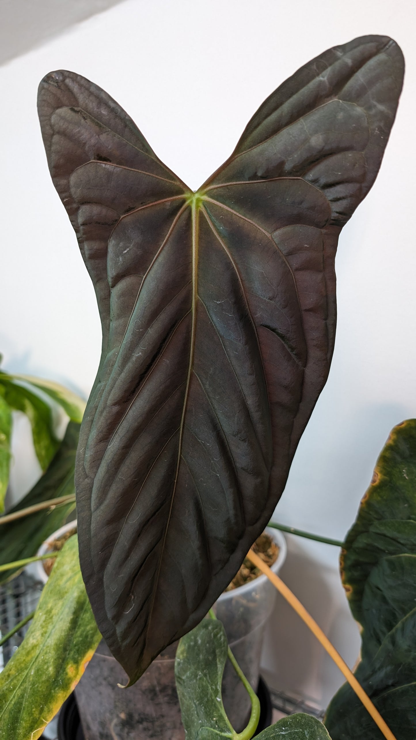 Anthurium Besseae aff 'Black Pillow' x Papillilaminum 'Fort Sherman' seedlings