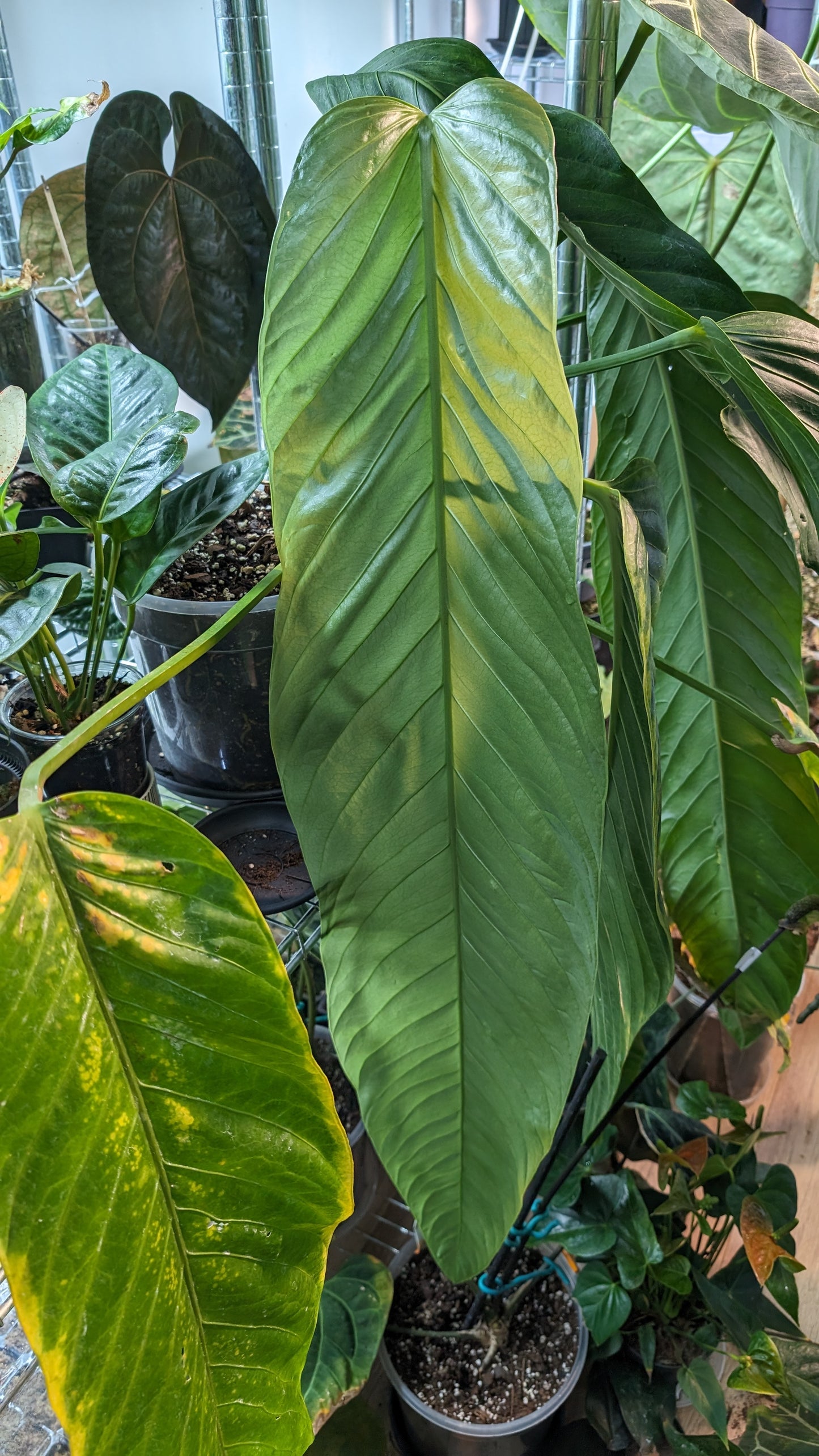 Anthurium Spectabile