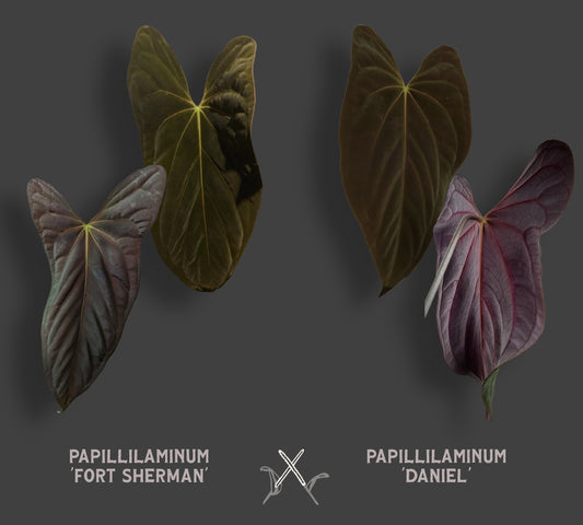 Anthurium Papillilaminum 'Fort Sherman' x Papillilaminum 'Daniel' - Big Seedling