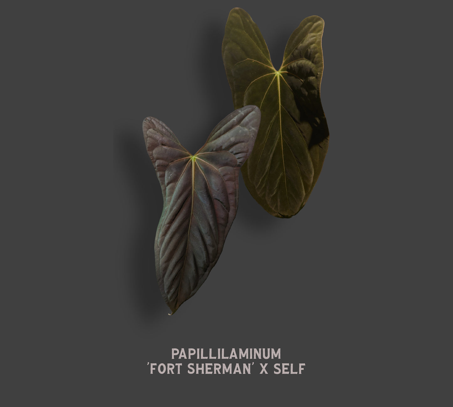 Anthurium Papillilaminum 'Fort Sherman'