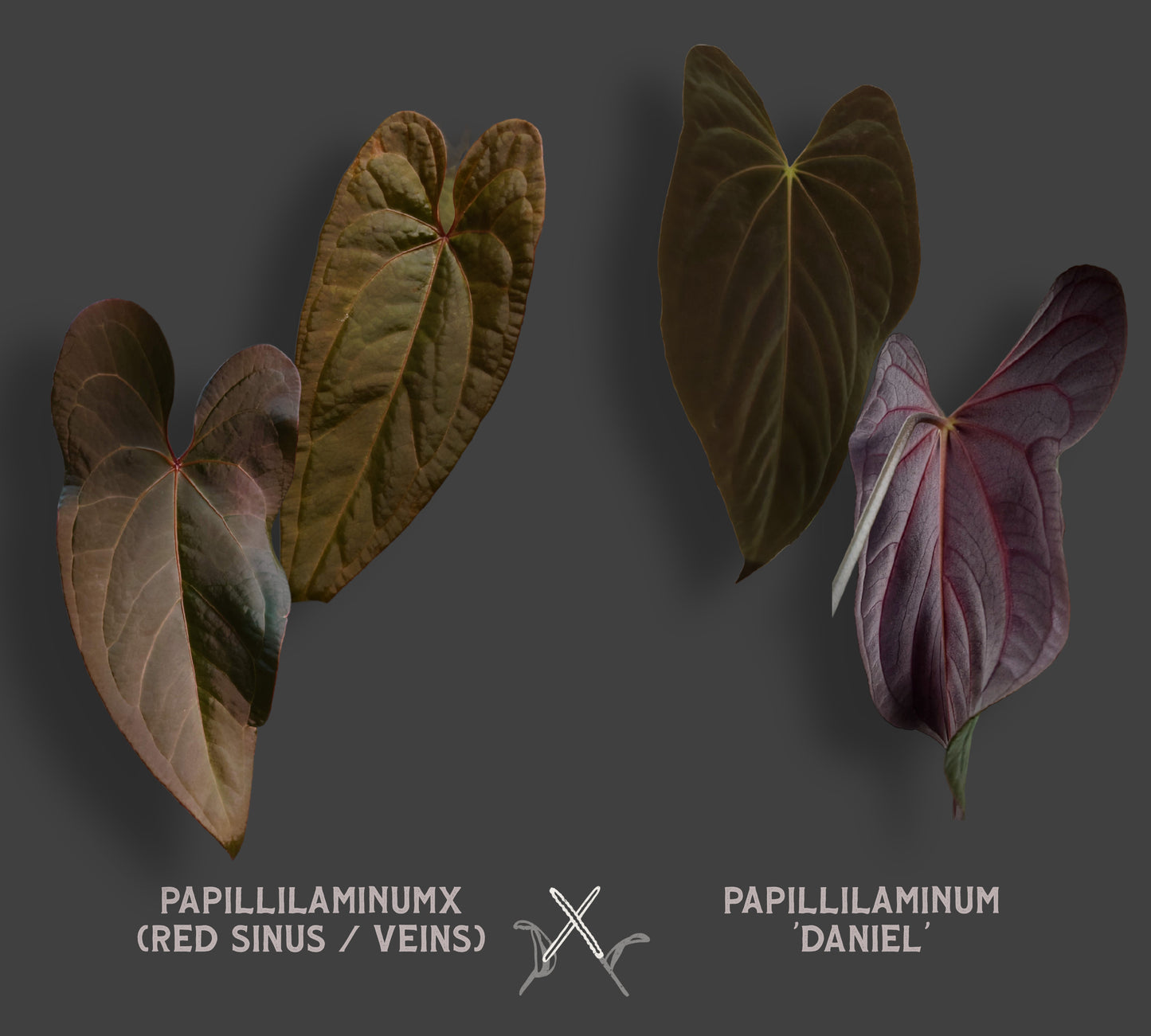 Anthurium PapillilaminumX (Red Sinus / Veins) x Papillilaminum 'Daniel'