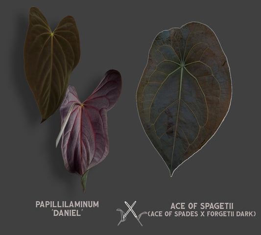 Anthurium Papillilaminum 'Daniel' x Ace of Spagetii