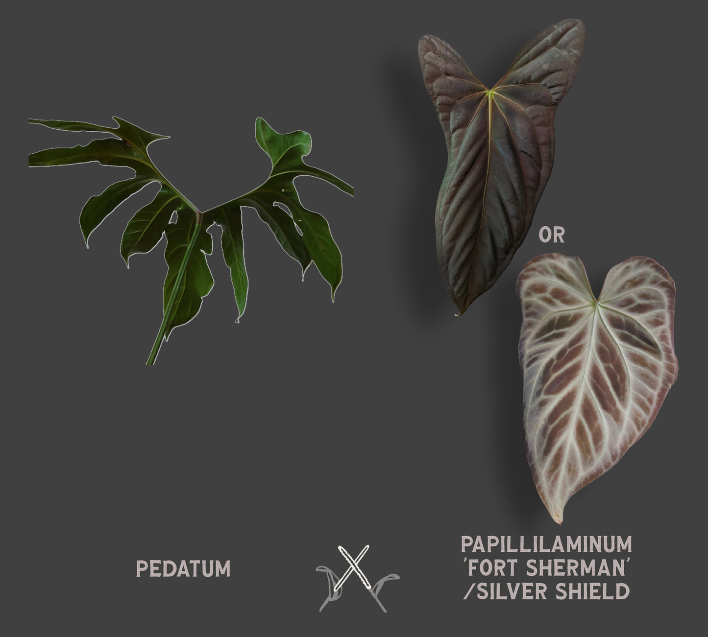 Anthurium Pedatum x Papillilaminum 'Fort Sherman' / Silver Shield