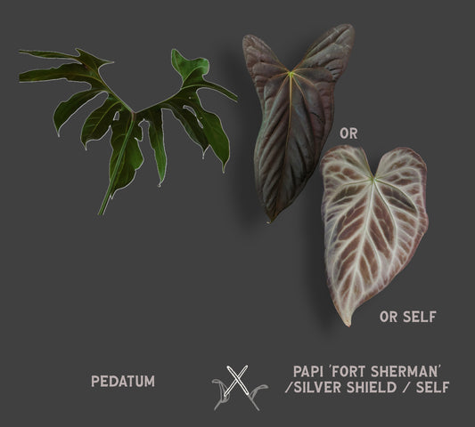 Anthurium Pedatum x Papillilaminum 'Fort Sherman' / Silver Shield / self