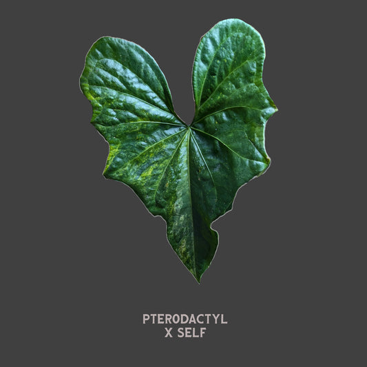 Anthurium Pterodactyl x self