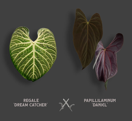 Anthurium Regale 'Dream Catcher' x Papillilaminum 'Daniel'