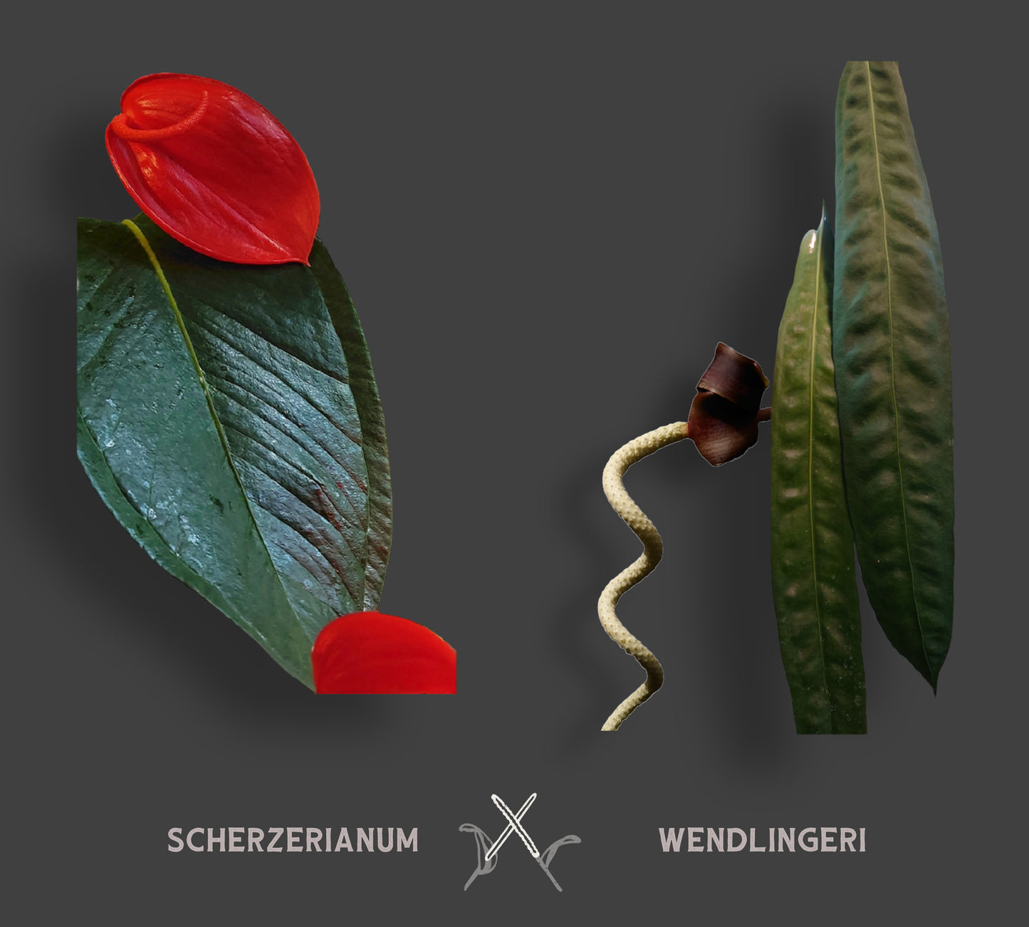 Anthurium Scherzerianum x Wendlingeri