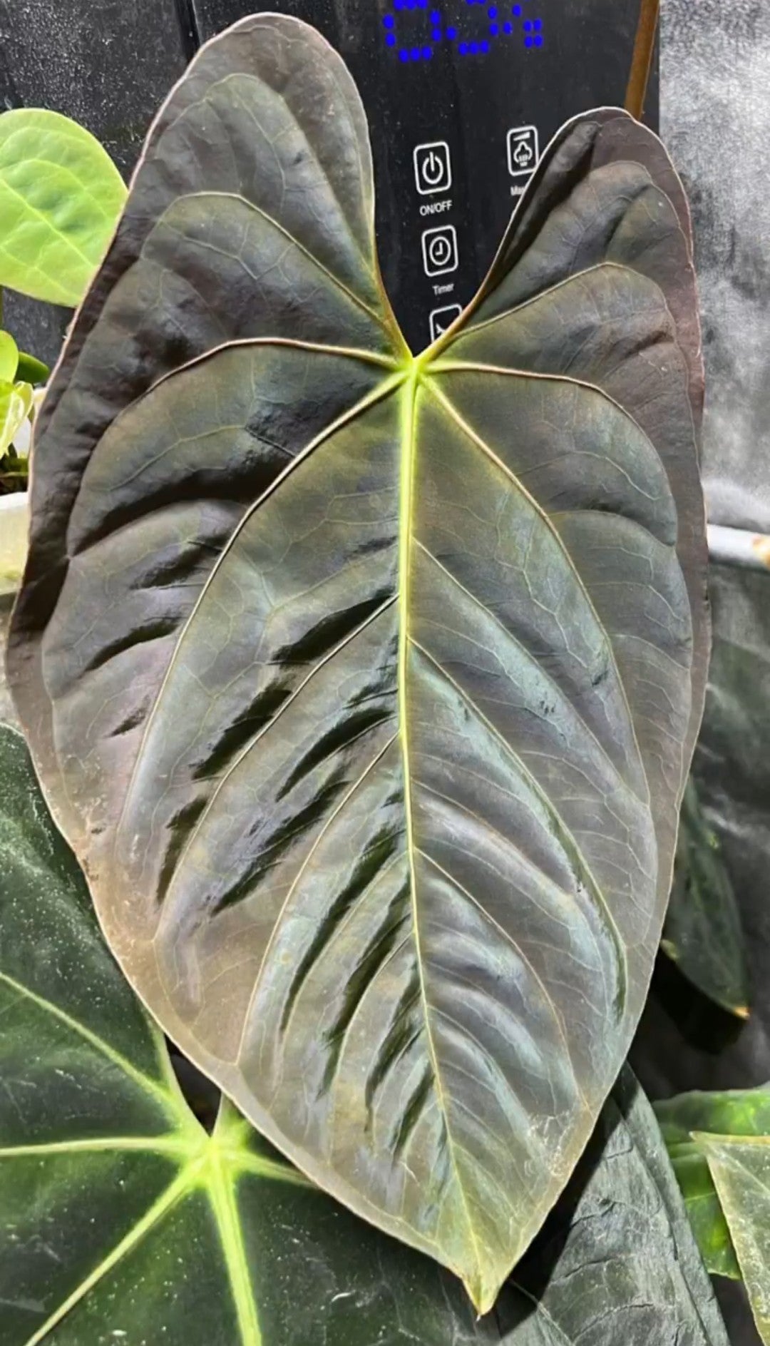 Anthurium Goliath x Red Spider