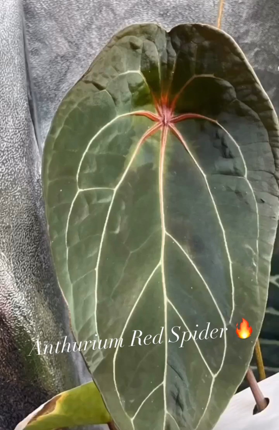 Anthurium Goliath x Red Spider