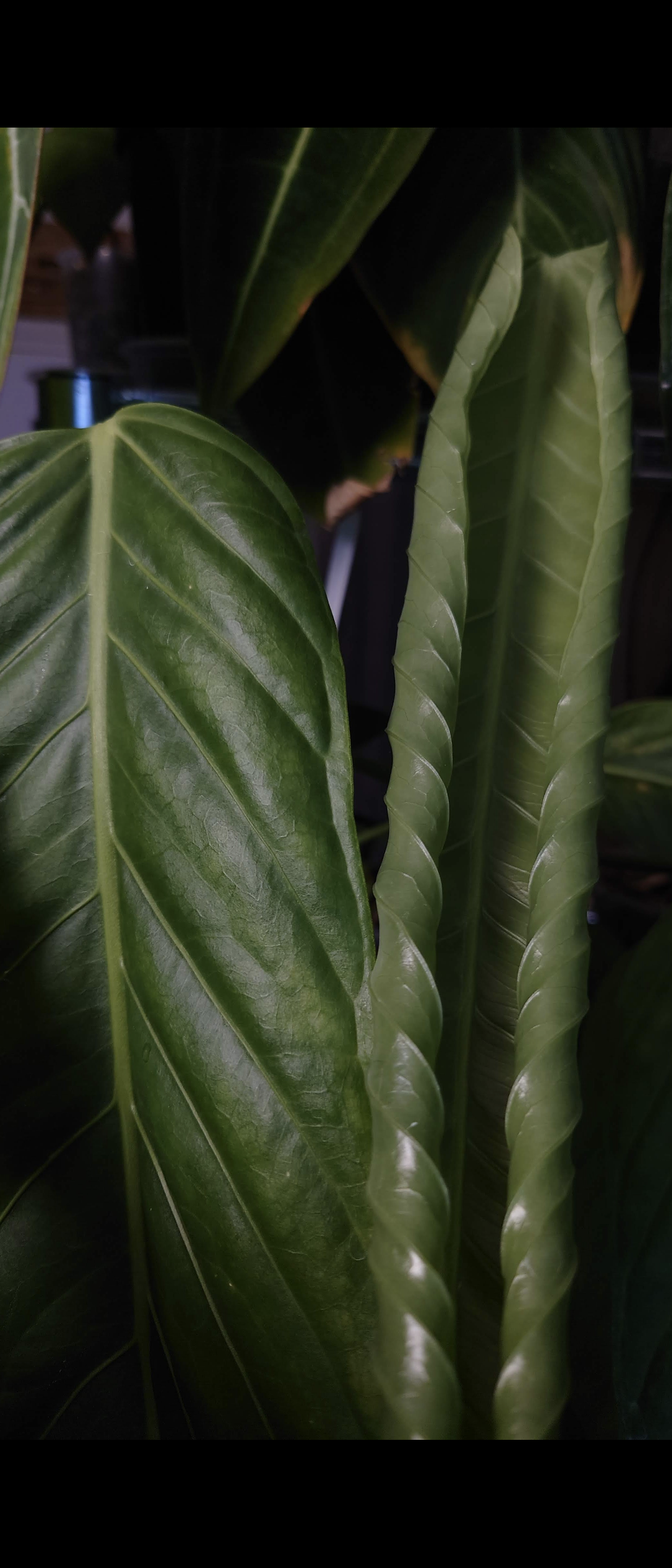 Anthurium Spectabile