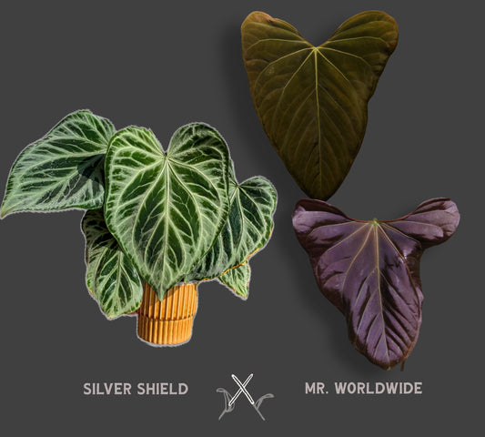 Anthurium Silver Shield x Mr. Worldwide fresh seeds. Set of 2 seeds