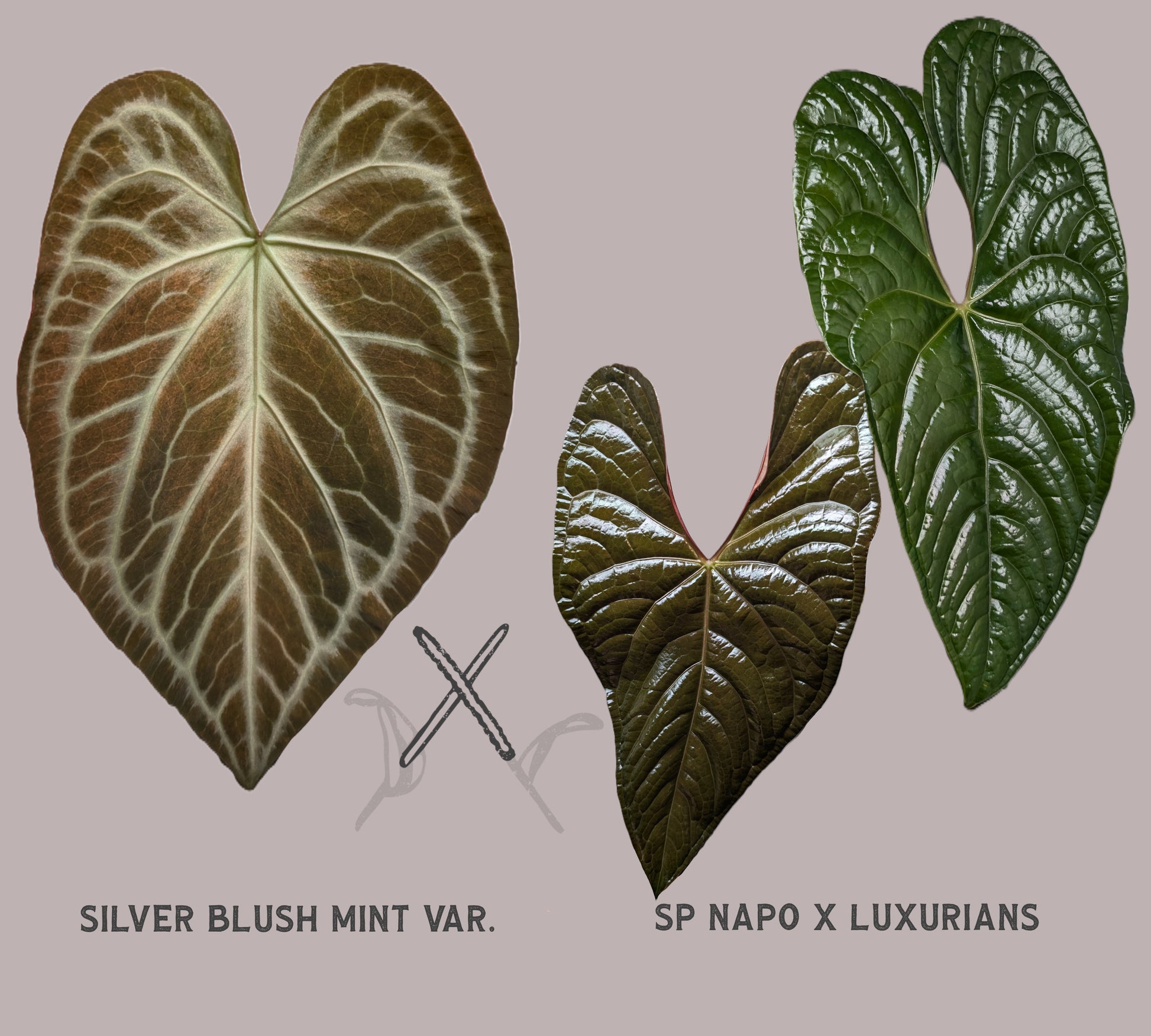 anthurium sp napo Anthurium Silver Blush Mint x Sp. Napo x Luxurians