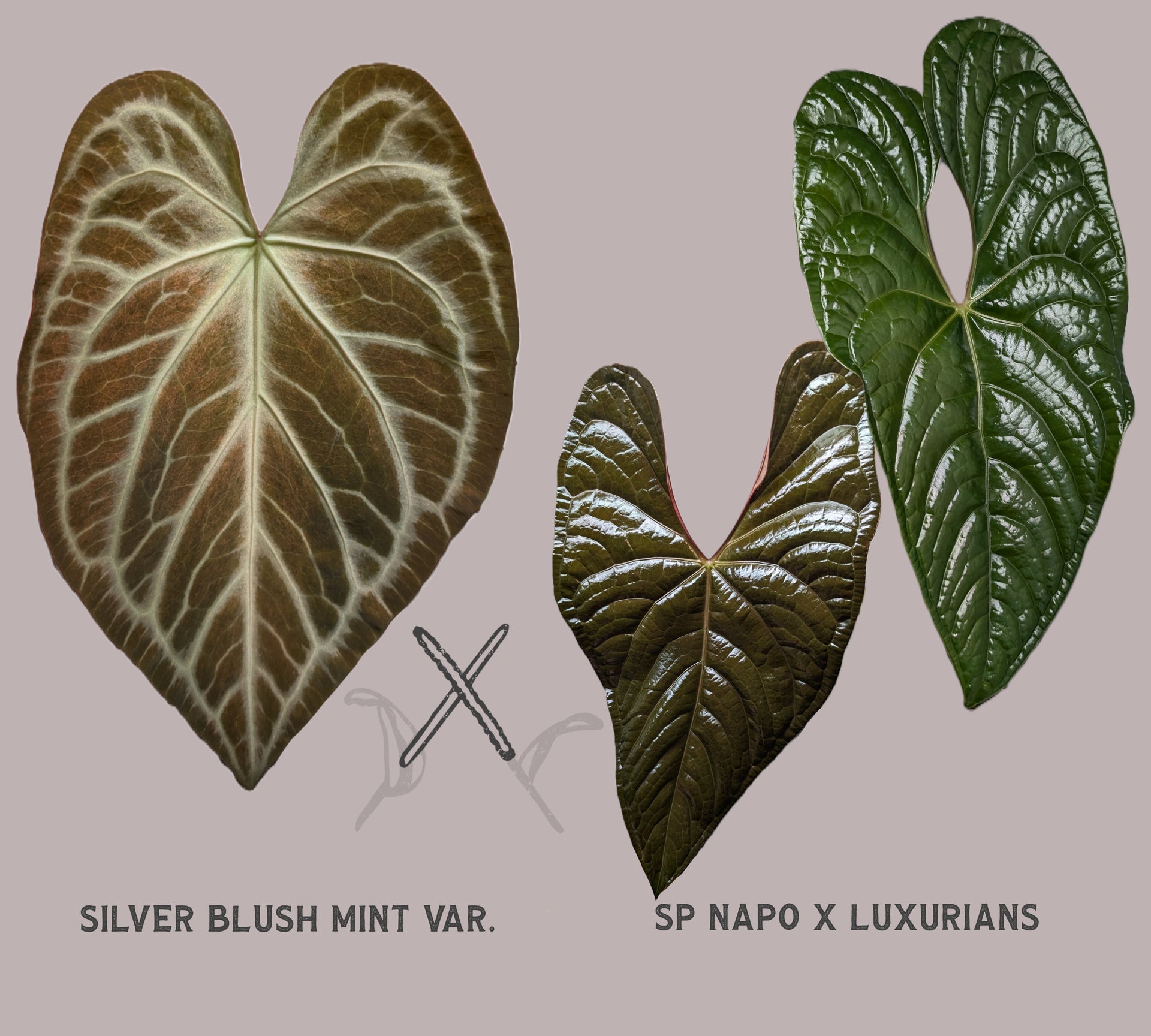anthurium luxurians silver Anthurium Silver Blush Mint x Sp. Napo x Luxurians – Curious Plants