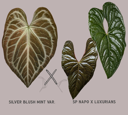 Anthurium Silver Blush Mint x Sp. Napo x Luxurians