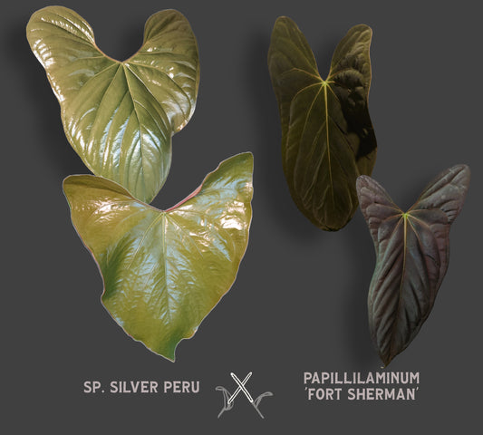 Anthurium Sp. Silver Peru Wide Sinus x Papillilaminum 'Fort Sherman'