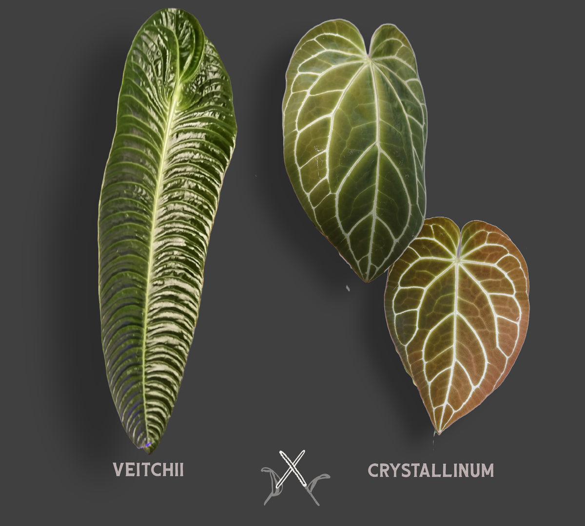Anthurium Veitchii x Cystallinum