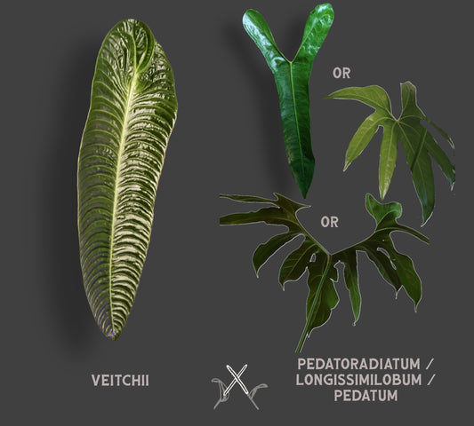 Anthurium Veitchii x Pedatoradiatum / Longissimilobum / Pedatum