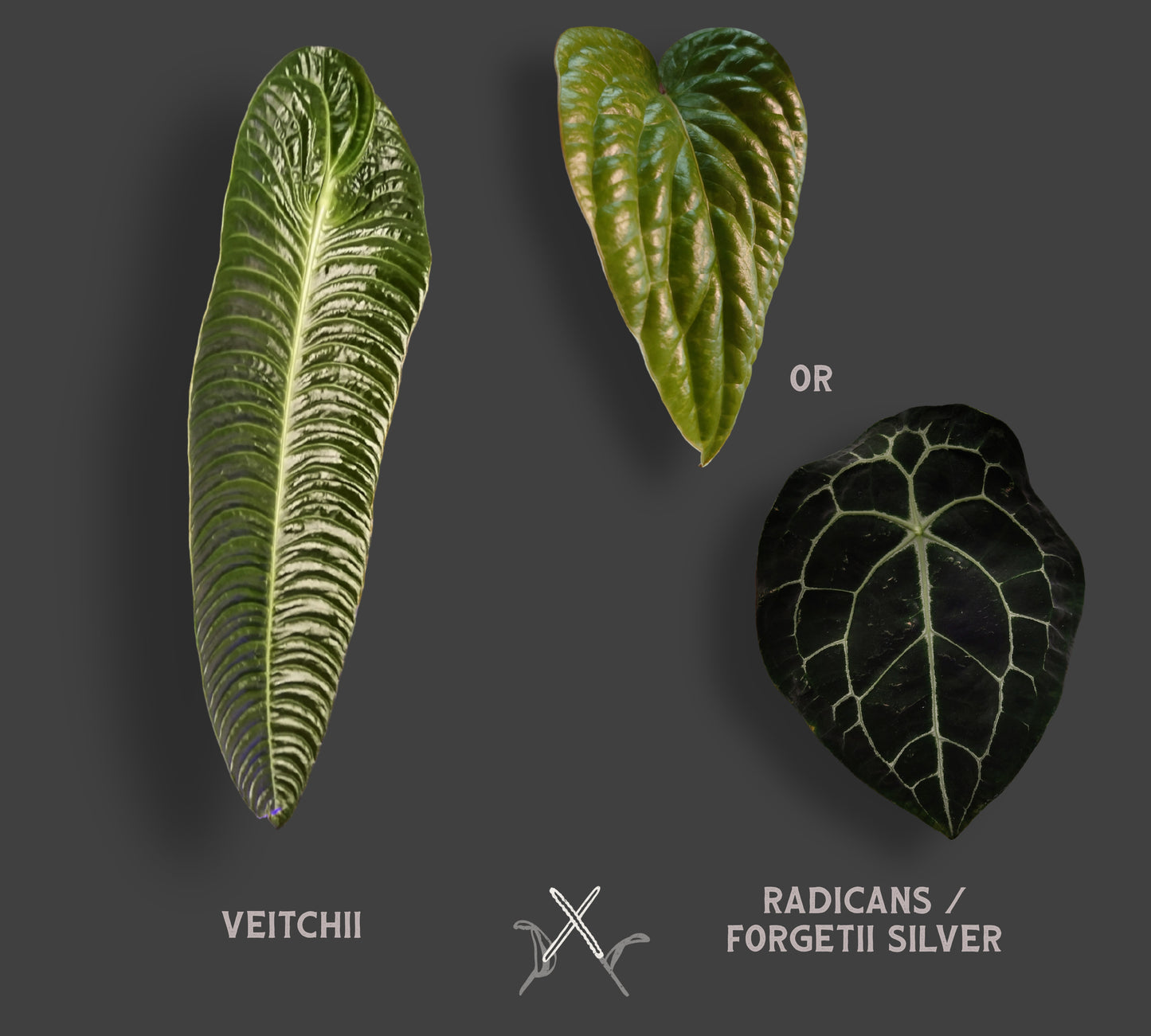 Anthurium Veitchii x Radicans / Forgetii Silver