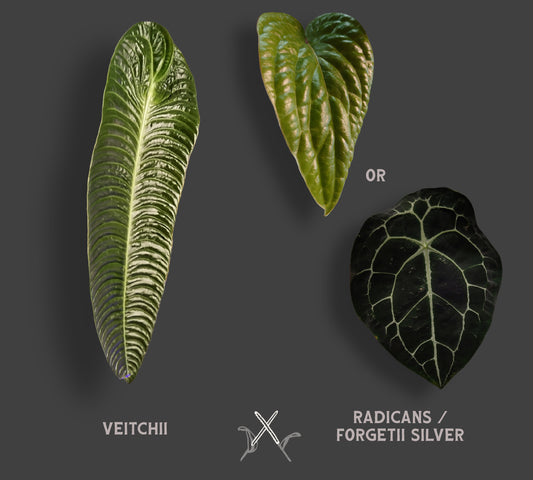 Anthurium Veitchii x Radicans / Forgetii Silver