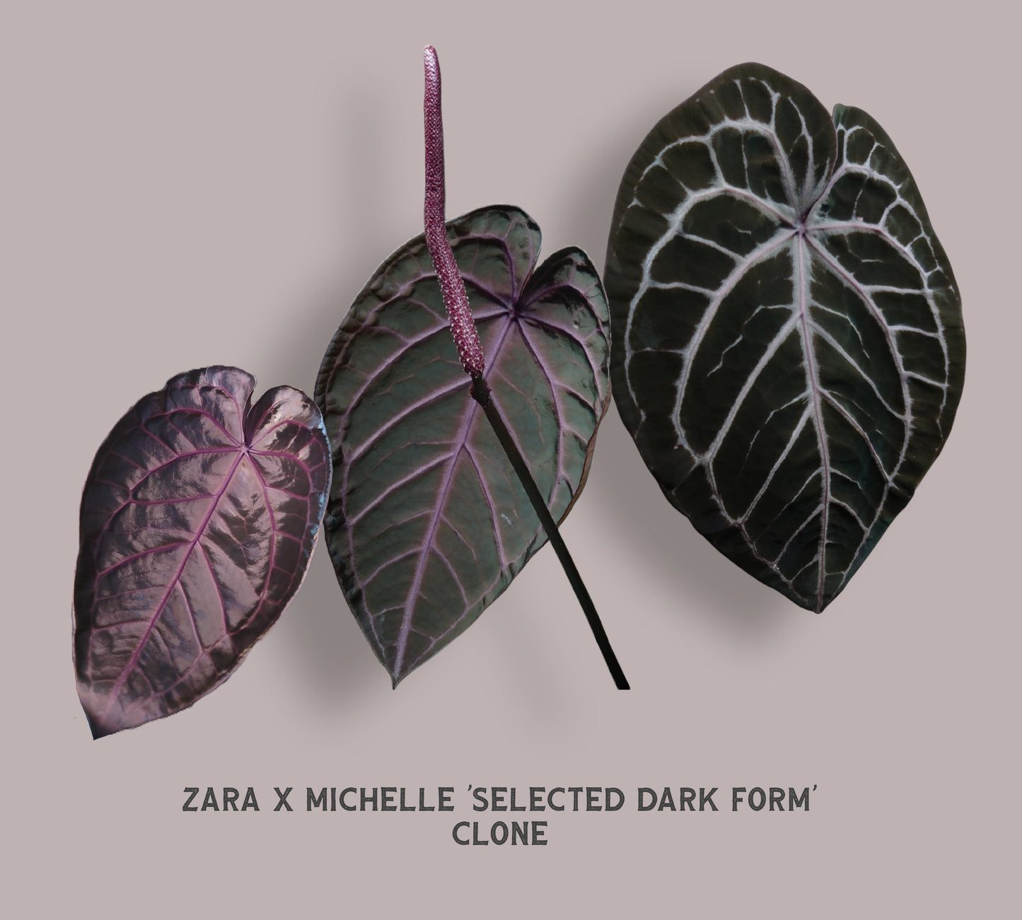 Anthurium Zara x Michelle 'selected dark form' Clone
