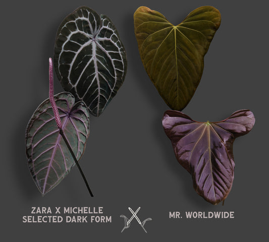 Anthurium Doc Block 'Zara' x 'Michelle' Selected Dark Form x Mr. Worldwide