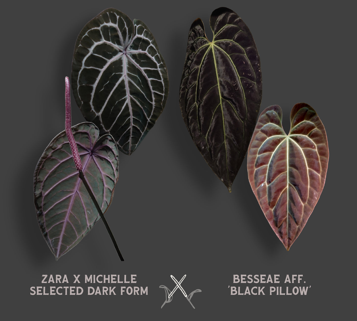 Anthurium Doc Block 'Zara' x 'Michelle' Selected Dark Form x Besseae aff. 'Black Pillow'