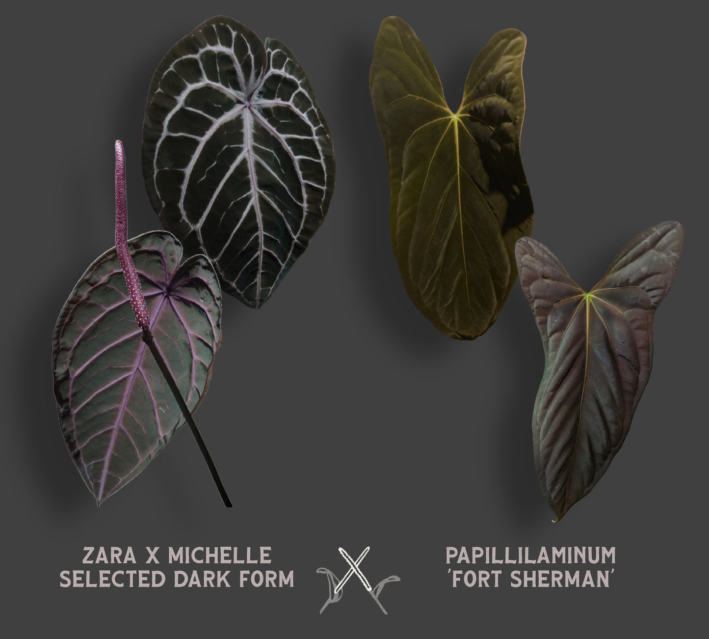 Anthurium Doc Block 'Zara'x'Michelle' Selected Dark x Papillilaminum 'Fort Sherman', Small seedling