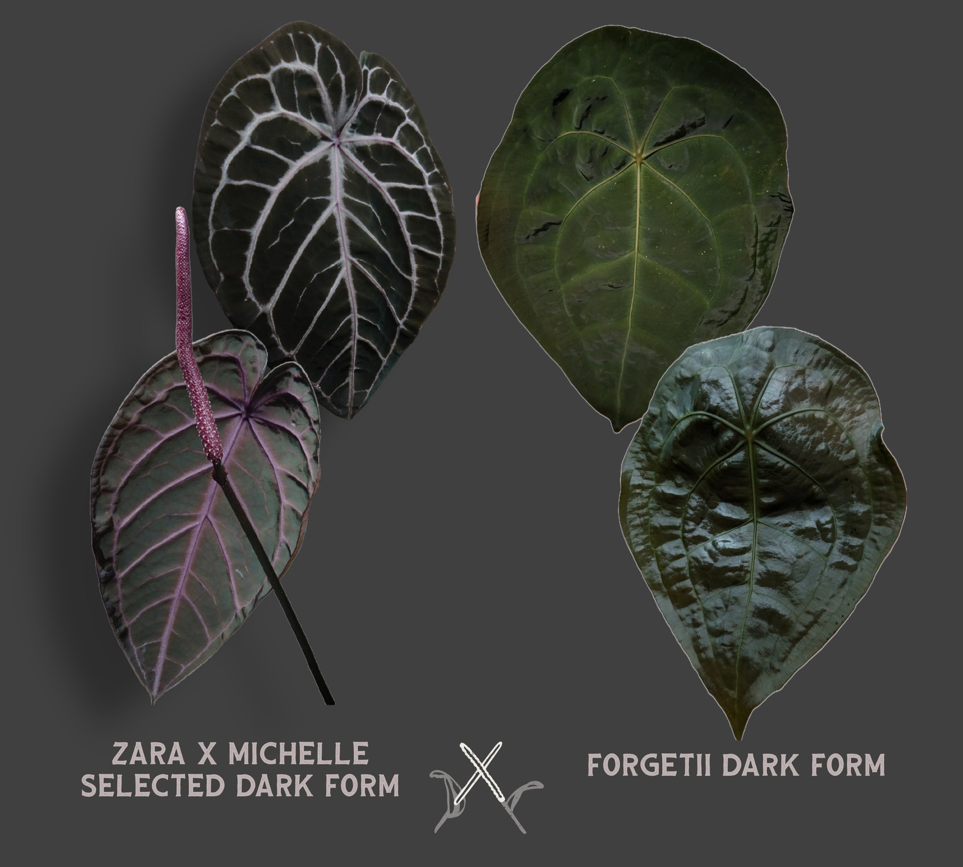 anthurium doc bloc Anthurium Doc Block Zara x Michelle 'selected dark form' x Forgetii Da – Curious Plants