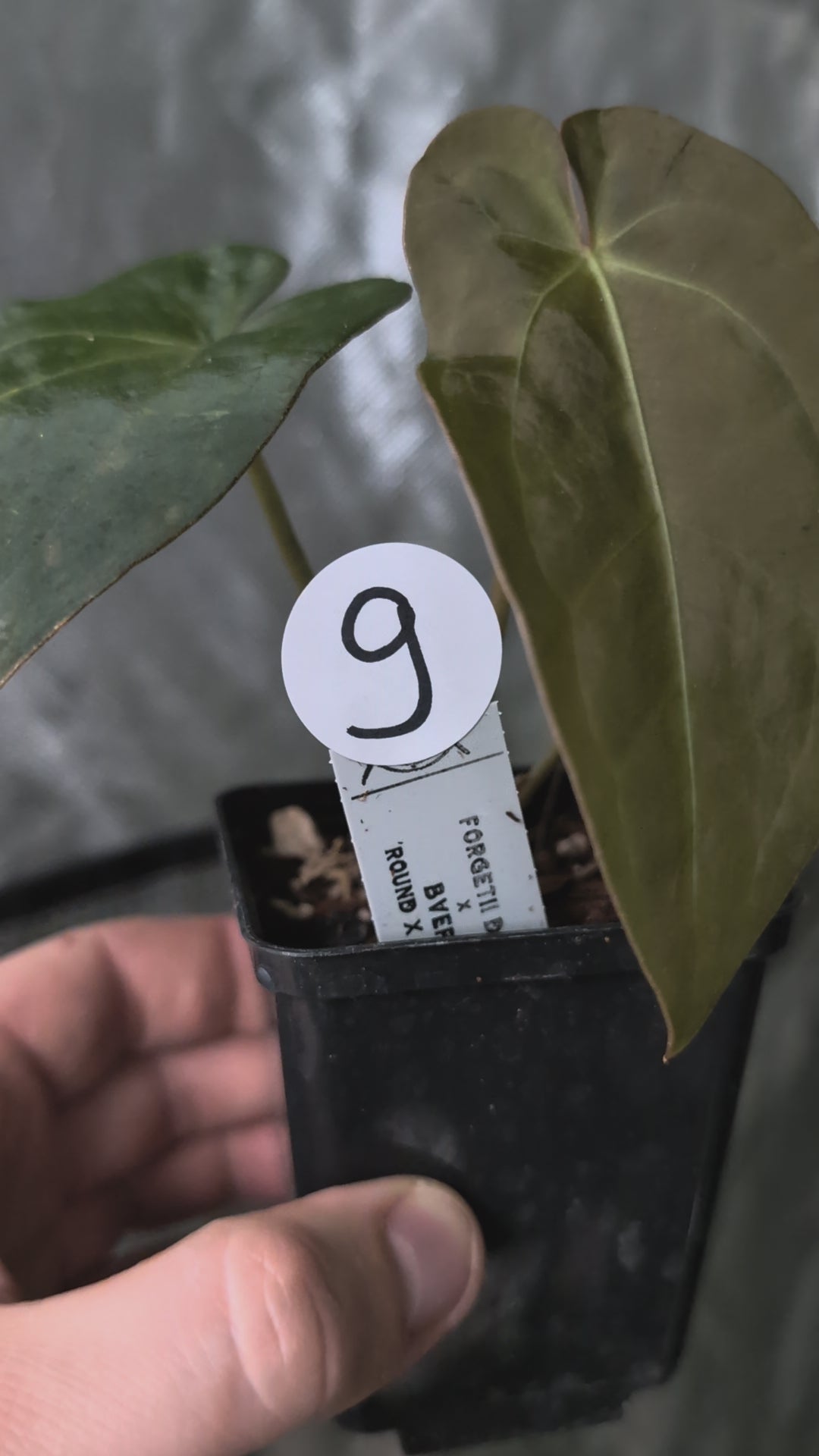 Anthurium Forgetii dark form x BVEP 'Round x Felix' – Curious Plants