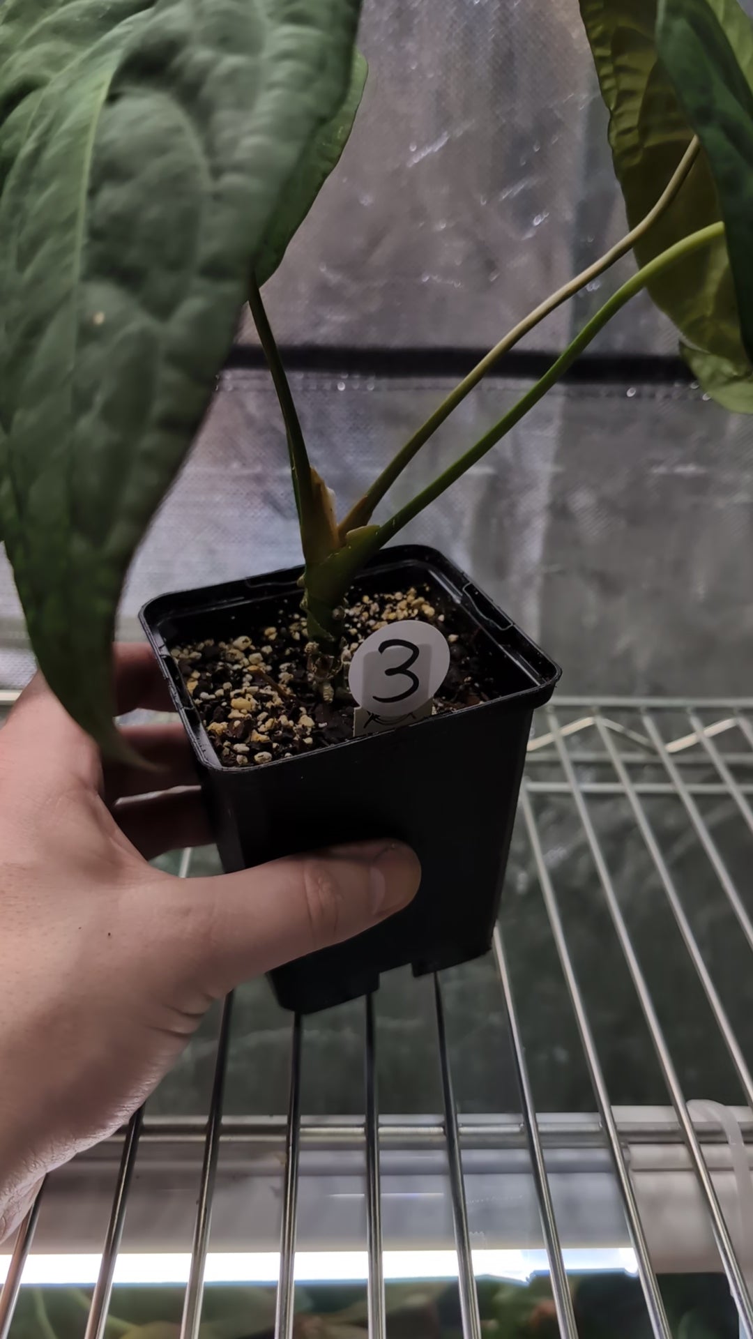 Anthurium Papillilaminum 'Daniel' x Ace of Spagetii – Curious Plants