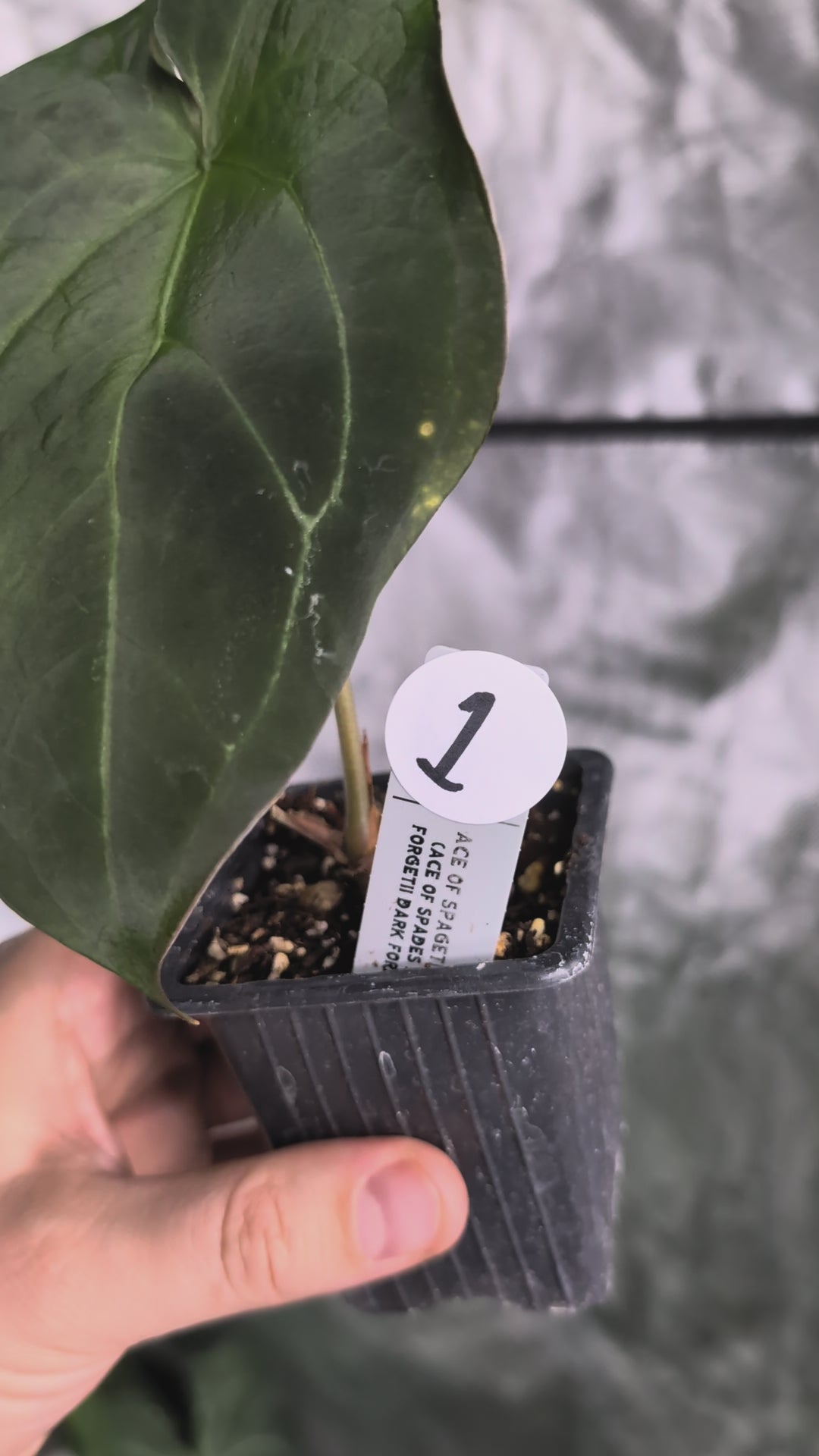 Anthurium Ace of Spagetii F2 – Curious Plants