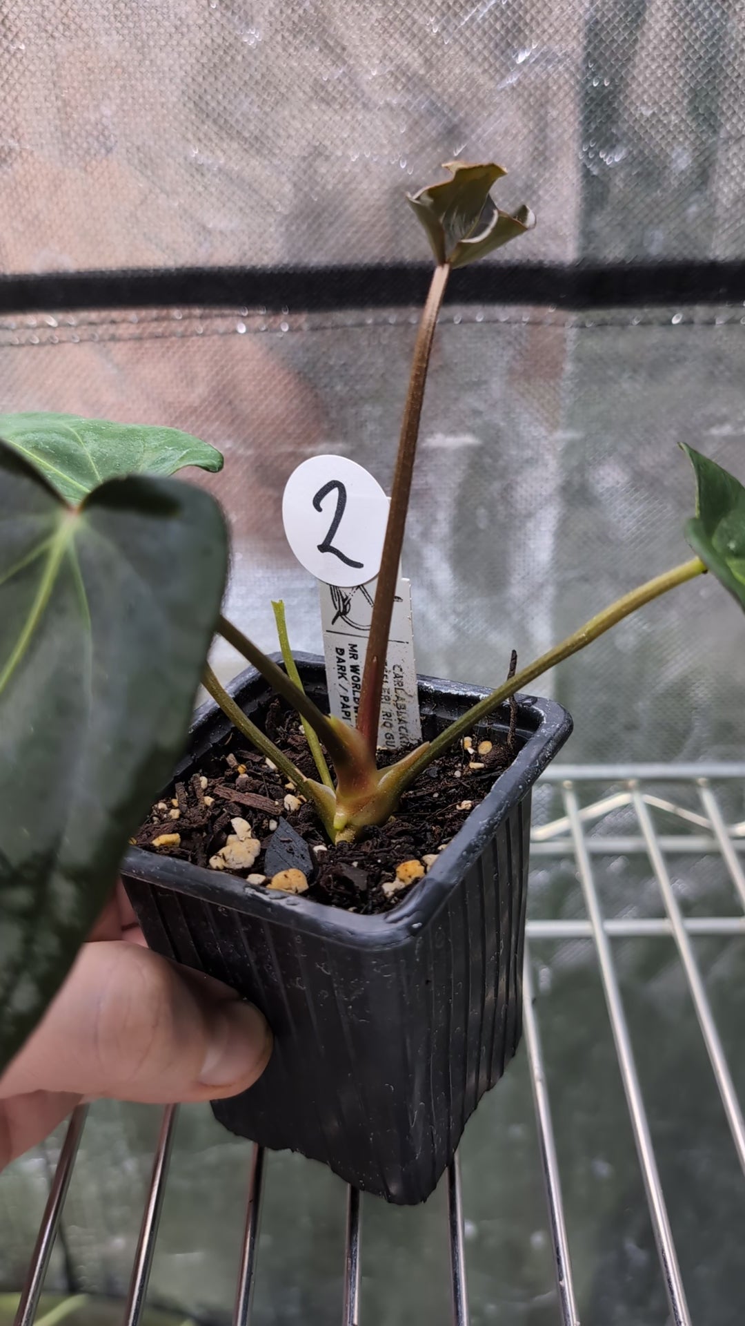 Anthurium (Carlablackiae x Dressleri Rio Guanche) x Mr Worldwide