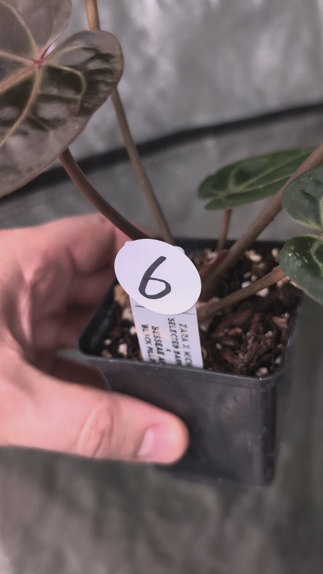 Anthurium Doc Block Zara x Michelle 'Selected Dark Form' x Besseae